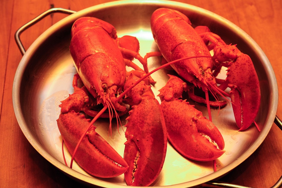 Lobsters on a white background