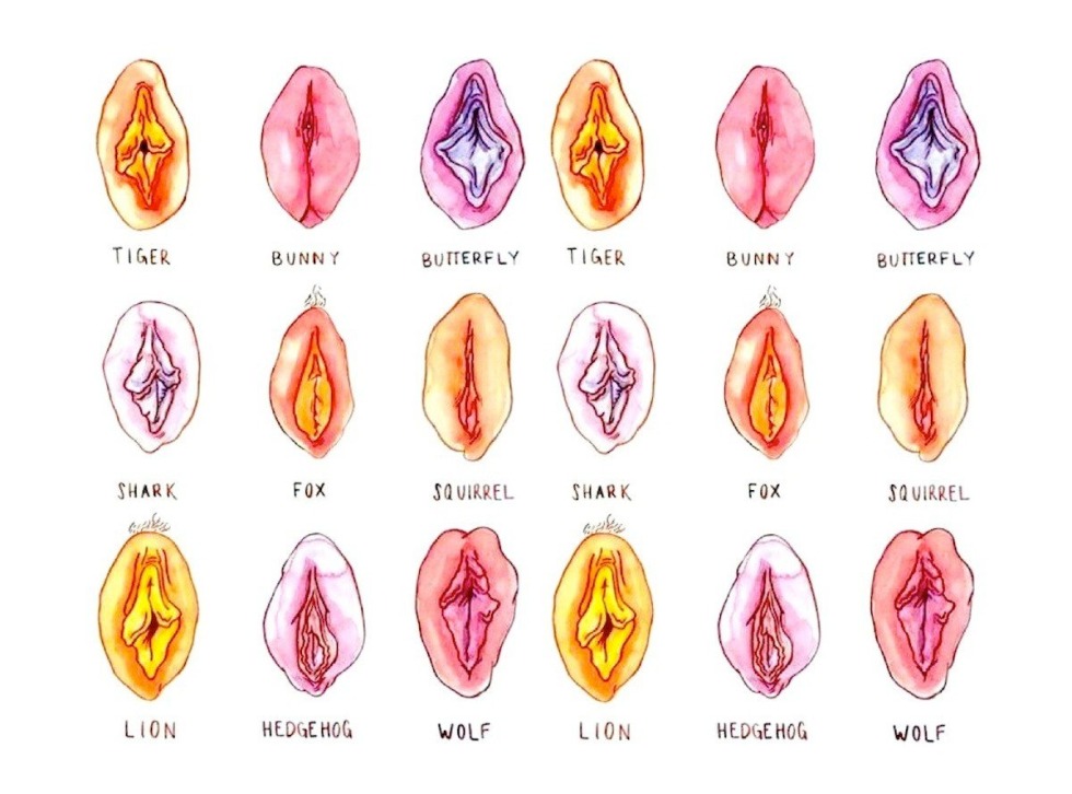 Classification of female vagina
