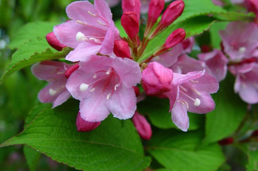 Weigel blooming shrub