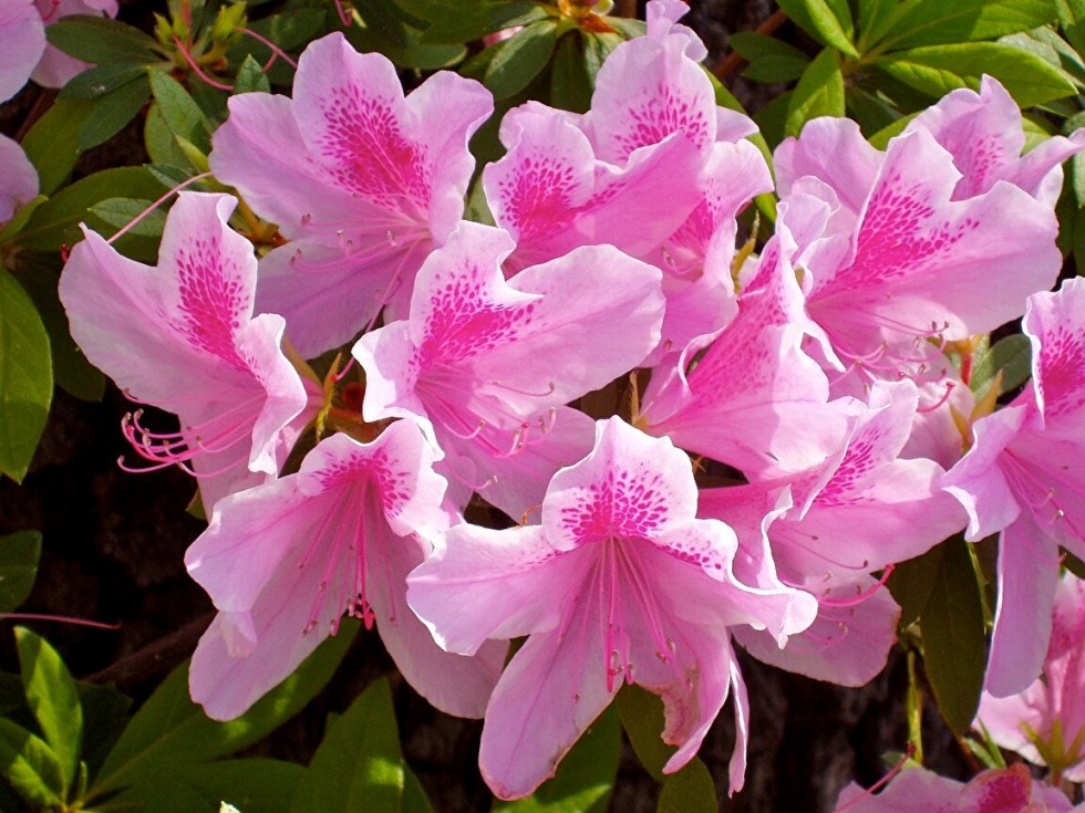 The Rhododendron Flower Azalea
