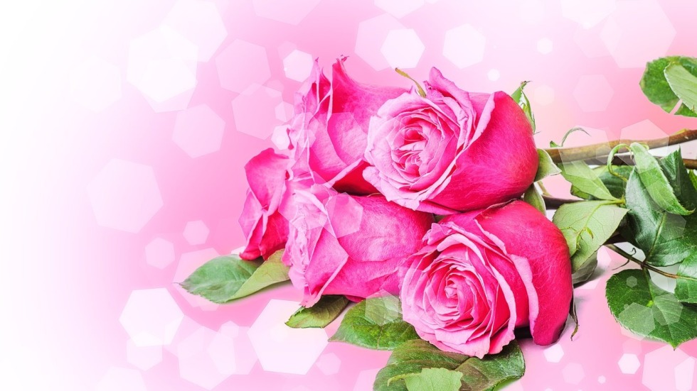 Pink roses background for postcards