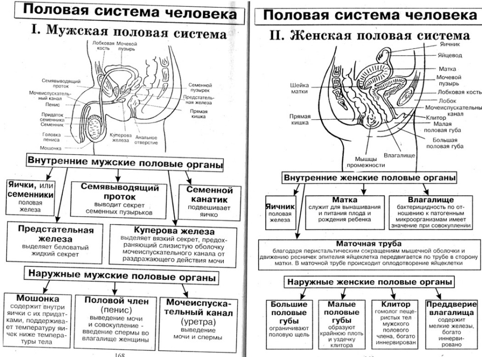 Premier system anatomy table