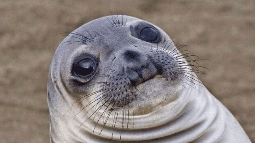 Seal meme