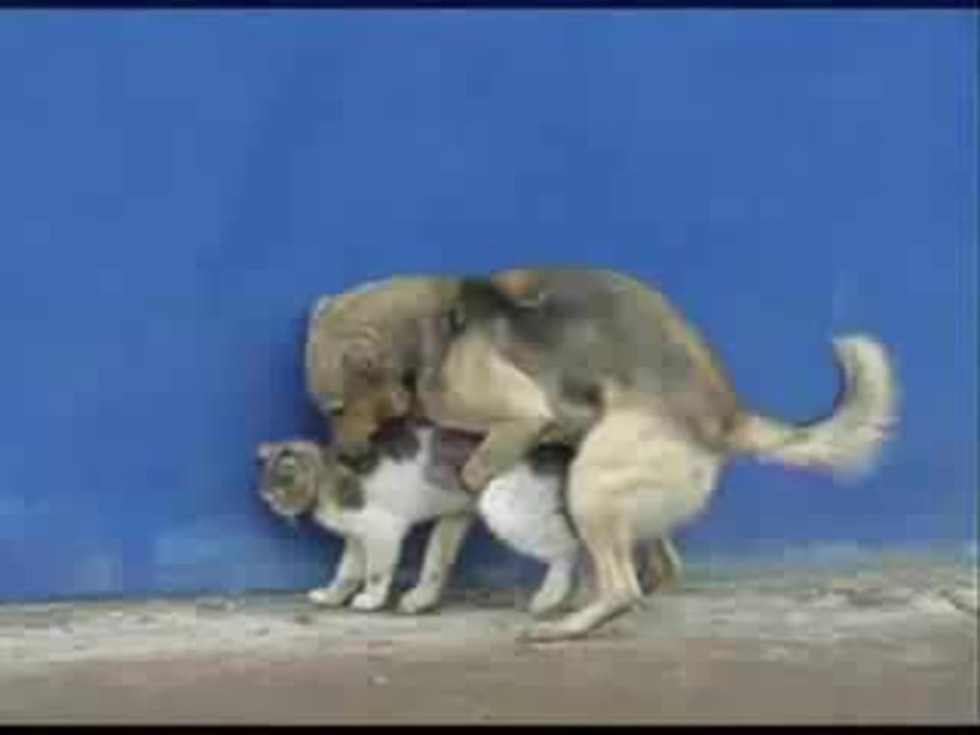 The dog mates with a cat