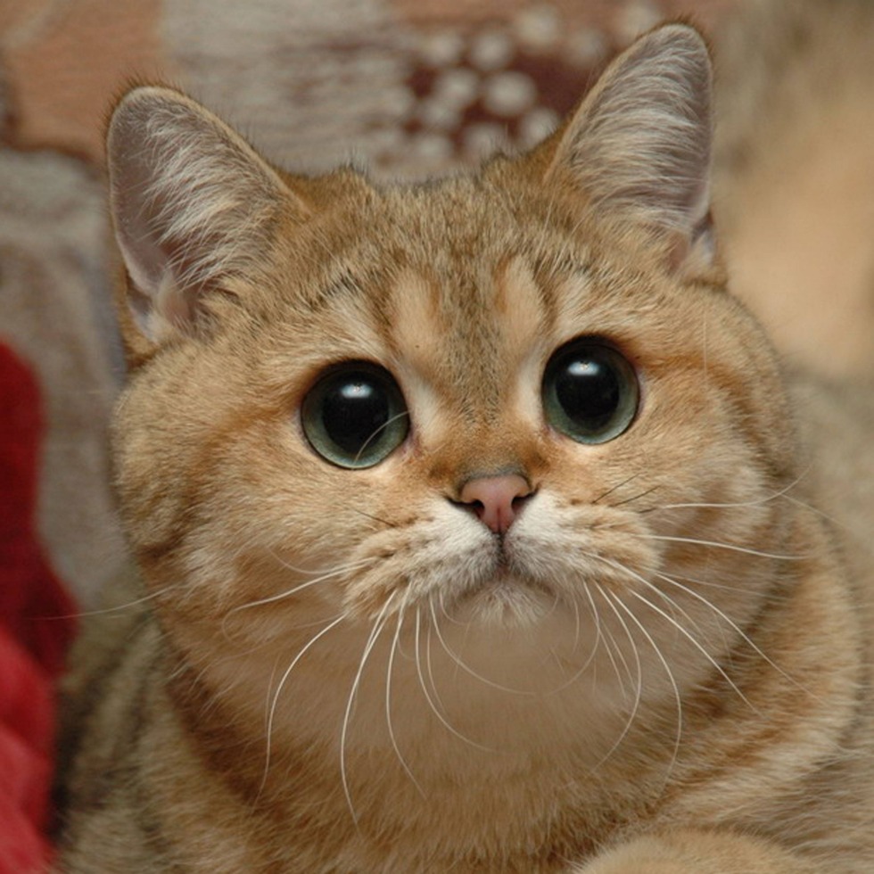 Starshippizza Isabel