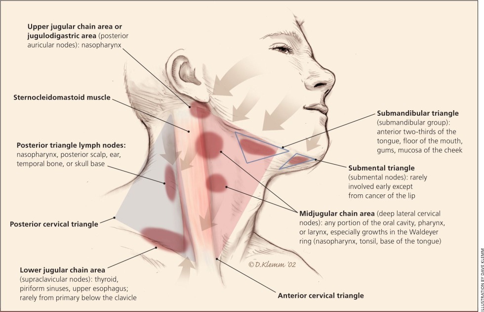 Inflammation of the lymph nodes of the neck Anatomy