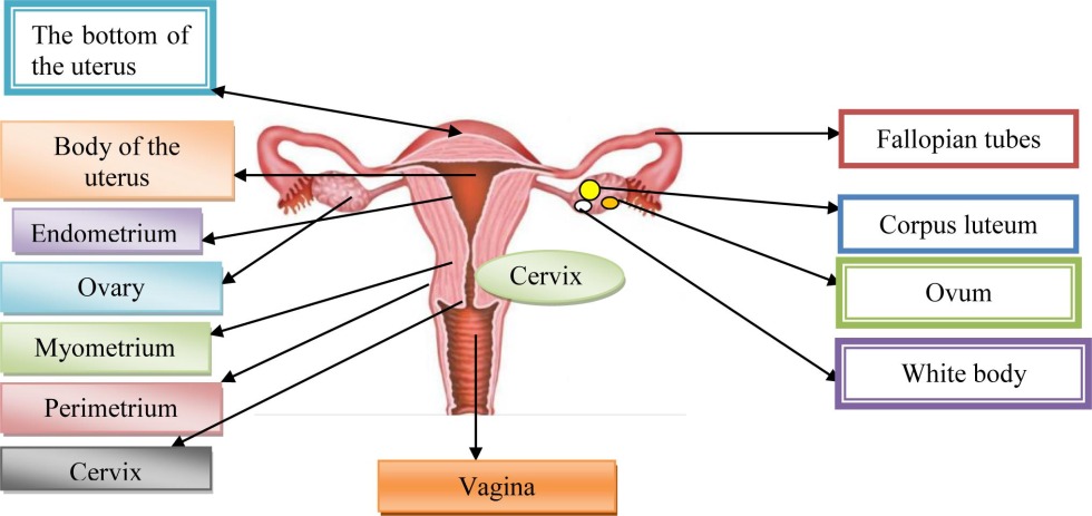 The uterus and cervix fertilization