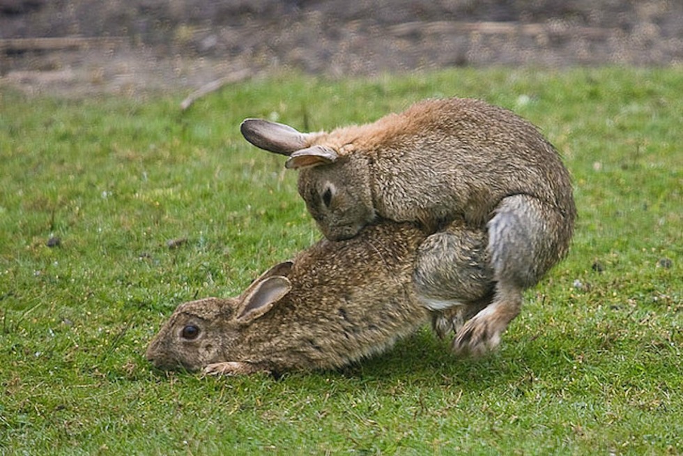 Rabbits mate