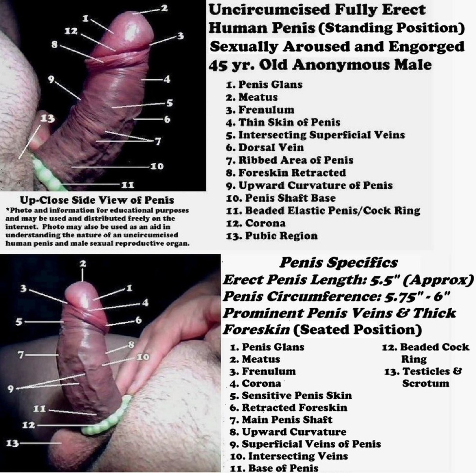Blowjob Technique for a Circumcid Penis