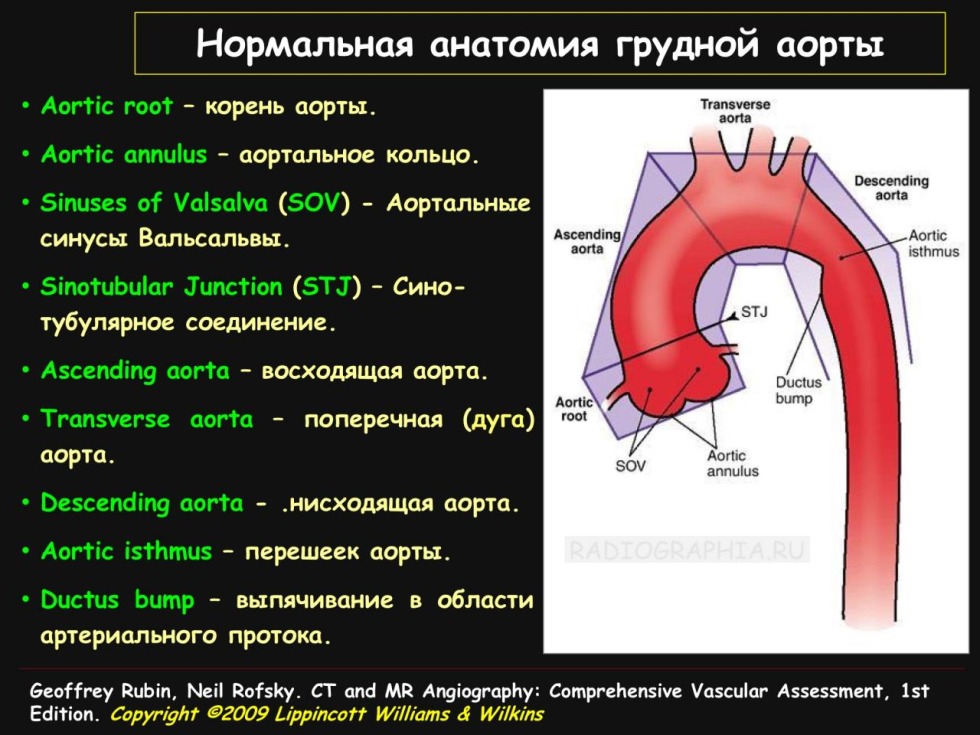 Model -Lymph nosed ultrasound protocol