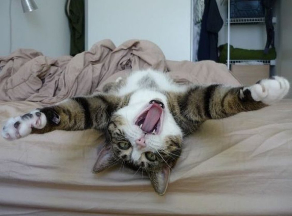 White carpet on a white background