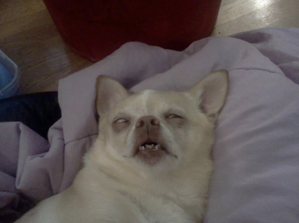 Sheggi ultra instinct