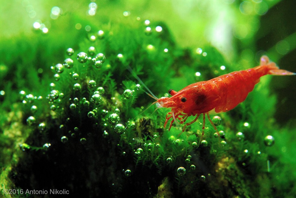 Olga Alberty in the movie Gogol