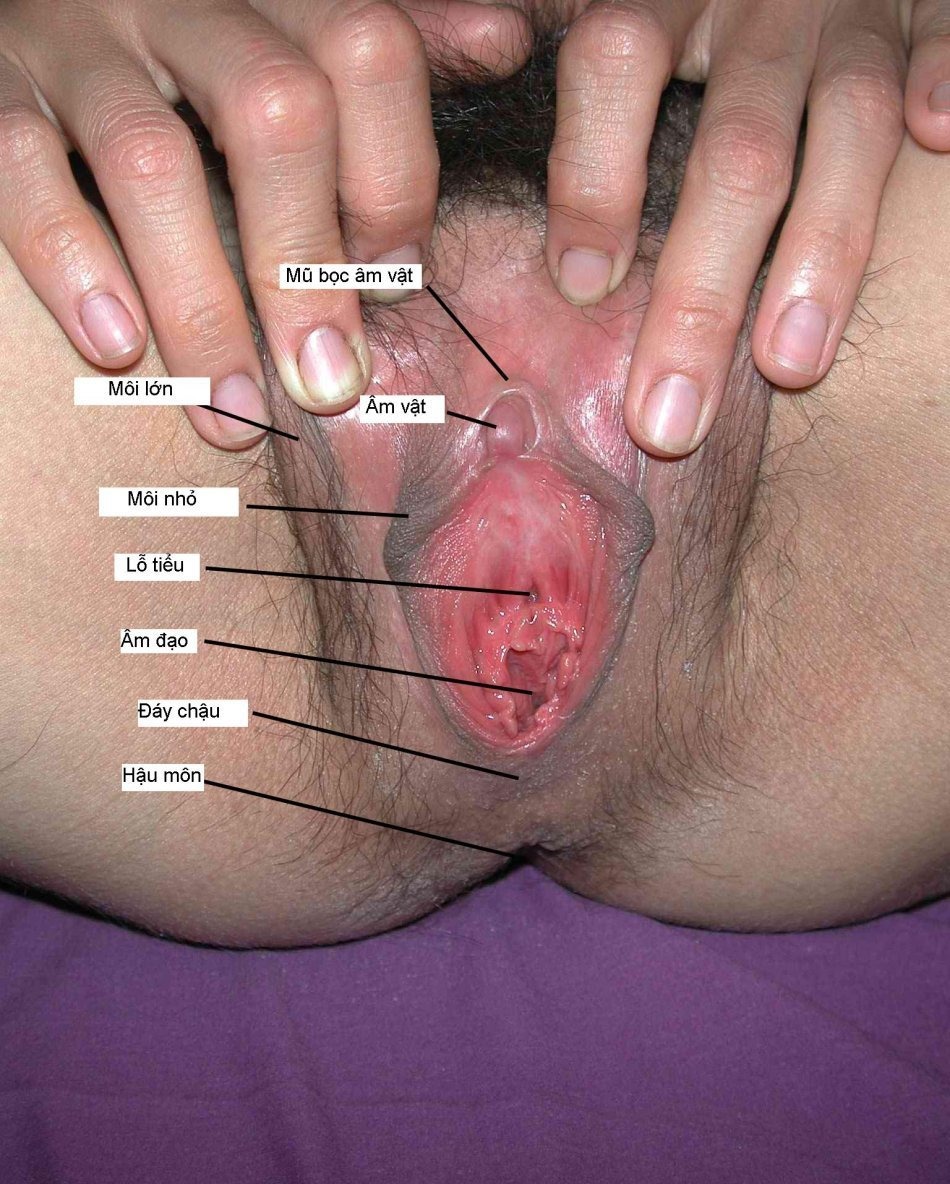 Anatomy of the female vagina