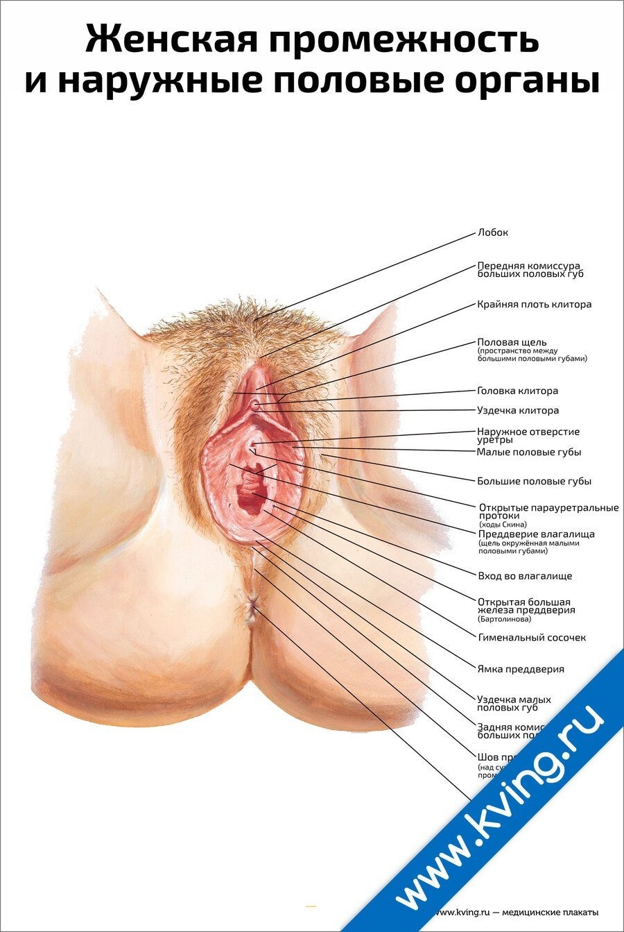 Female genital organs crotch