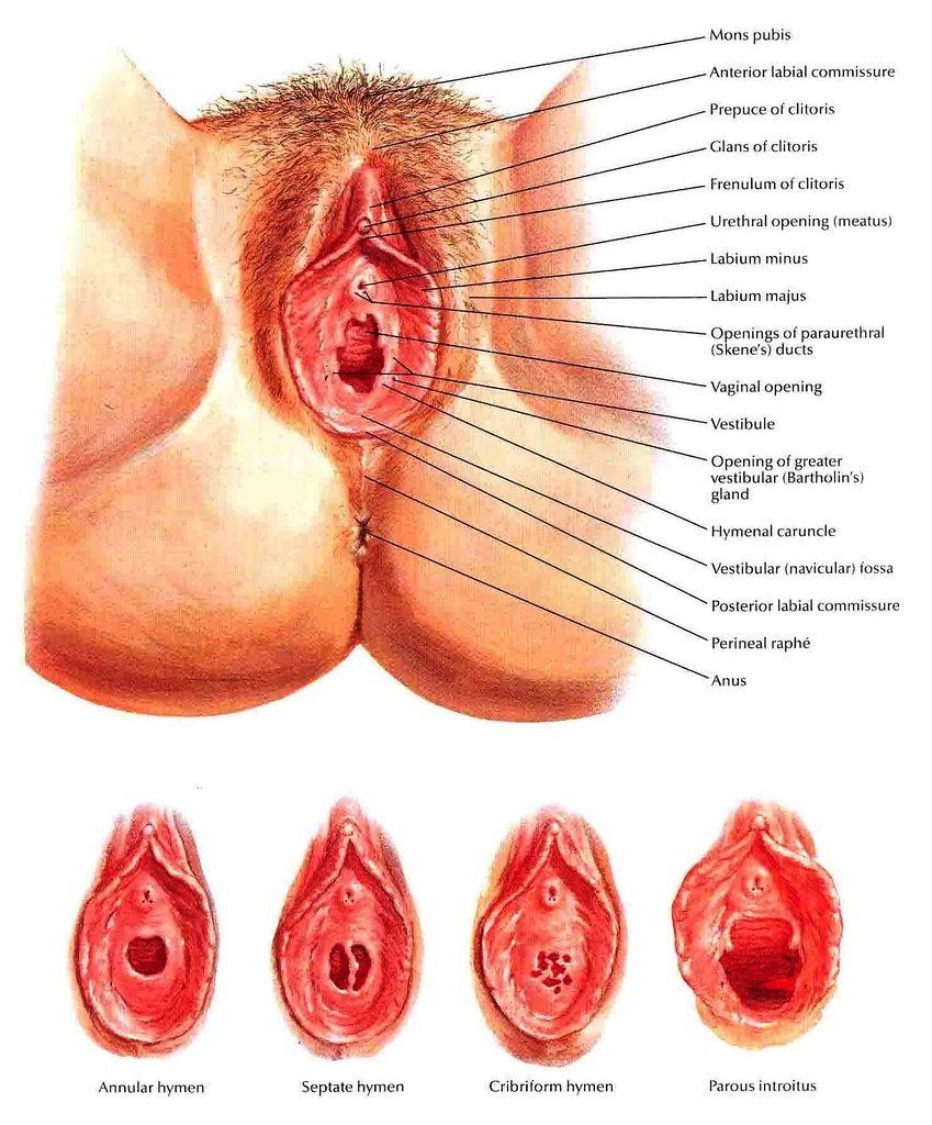 The structure of female. Polish organs