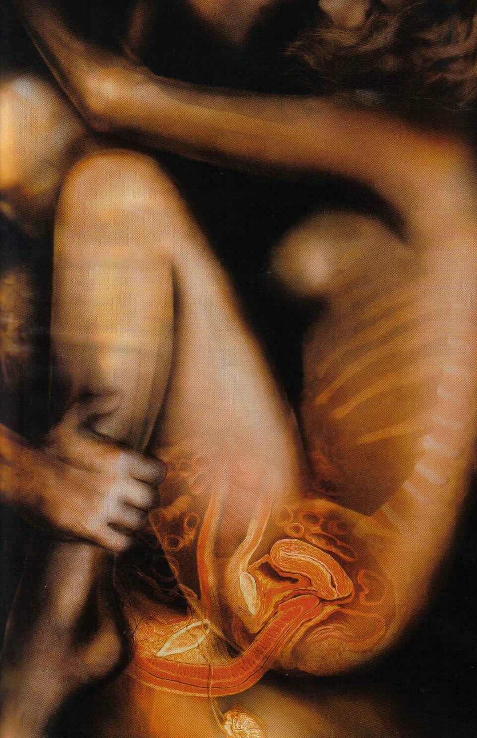 Anatomy of sexual intercourse in the section