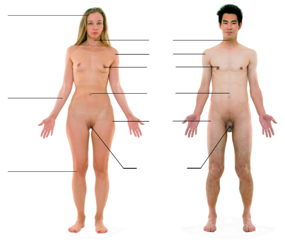 Naked body of an anatomy woman