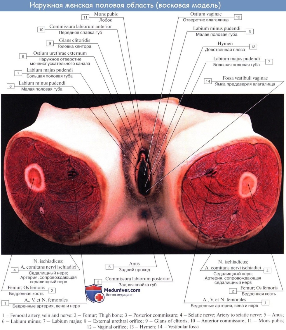 Anatomy of female external genitals