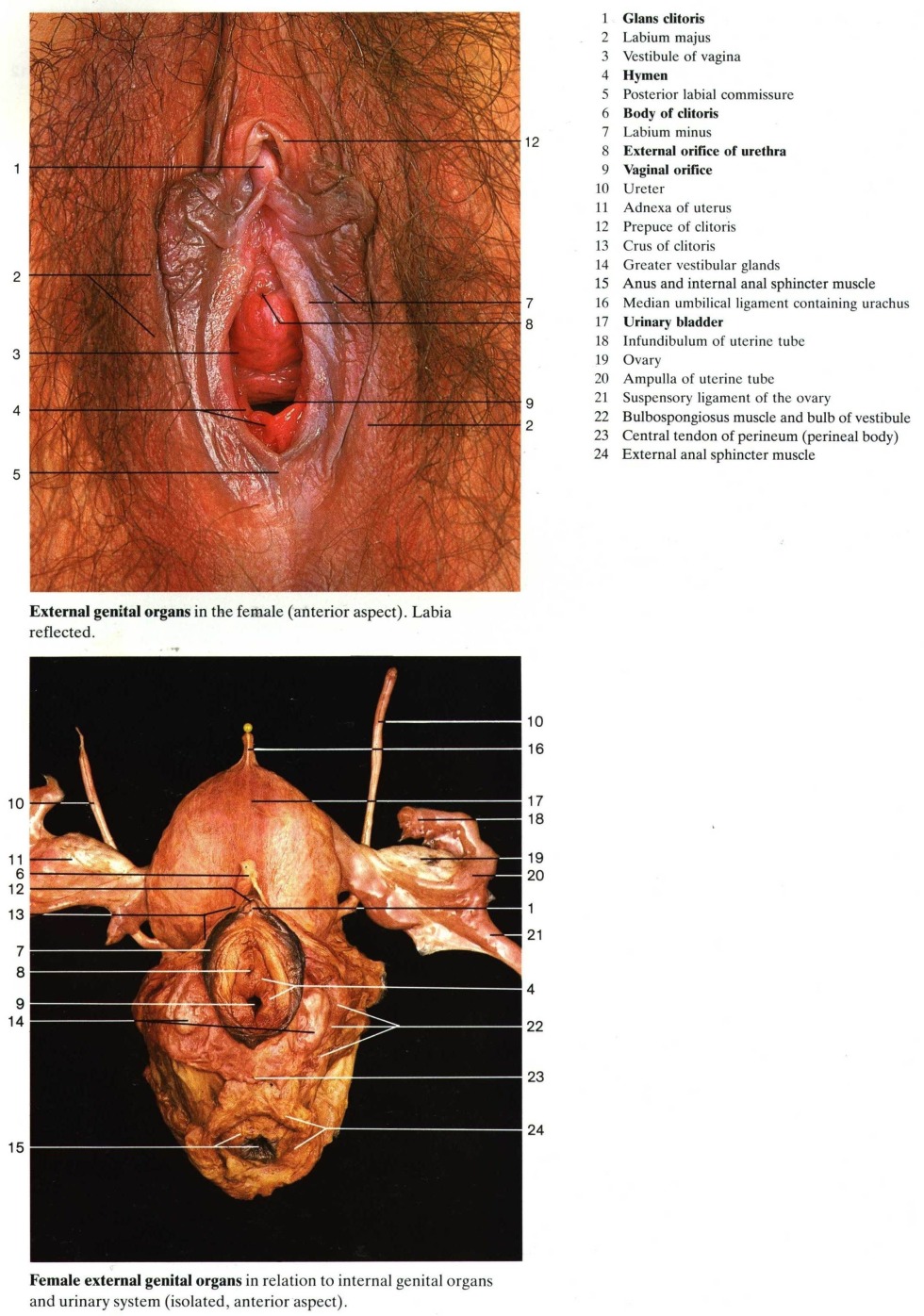 Anatomy of female external genitals