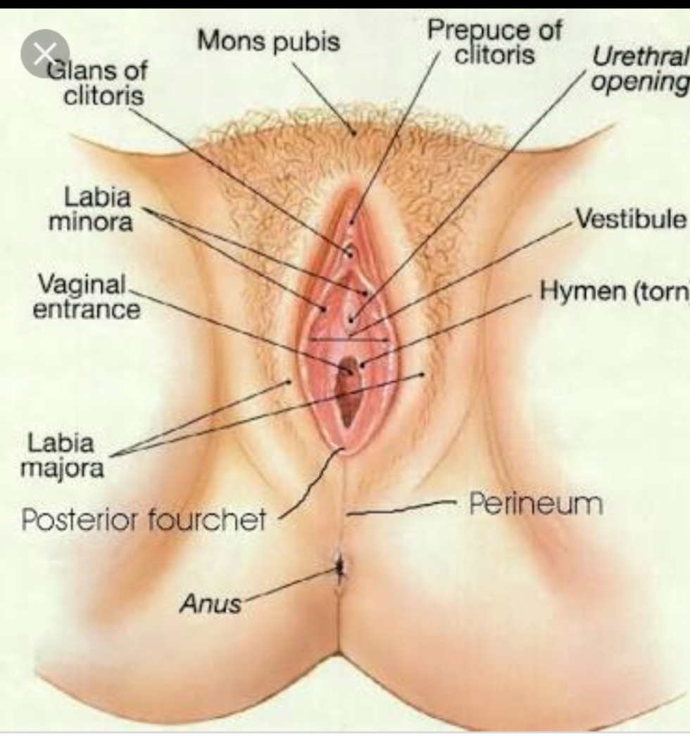 The structure of the female clitoris