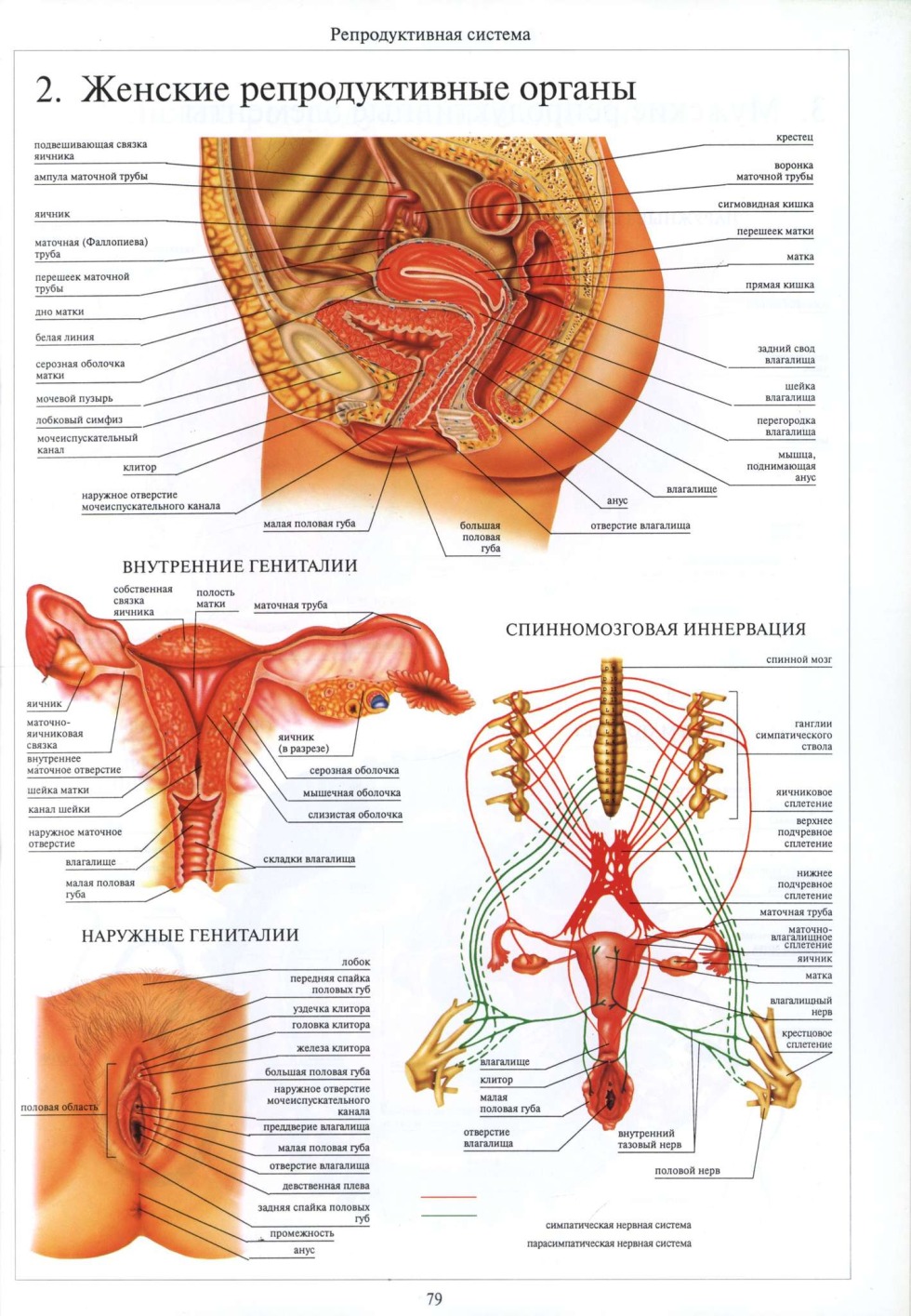 The structure of female. Polish organs external structure of anatomy