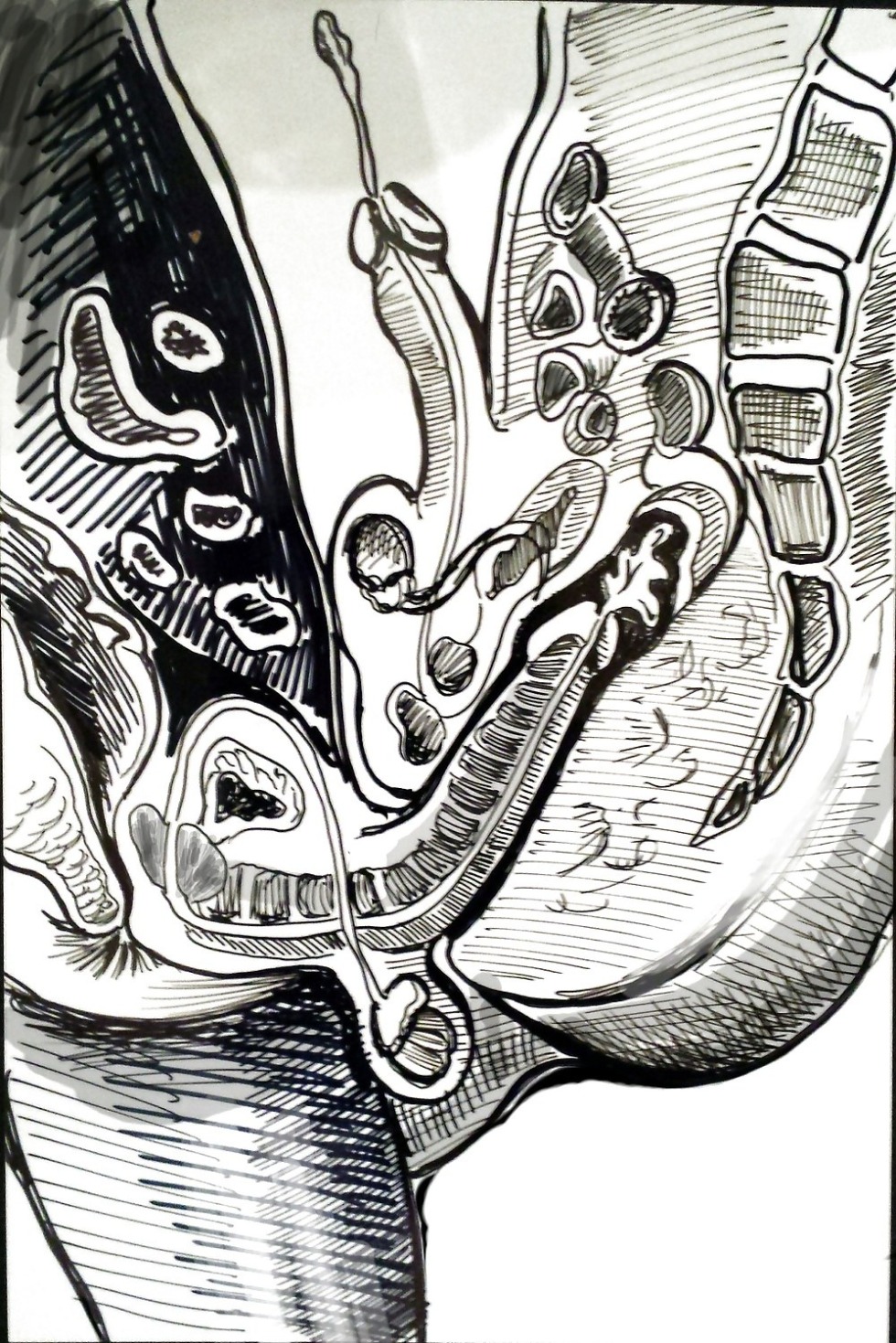 Penis in the vagina in the section