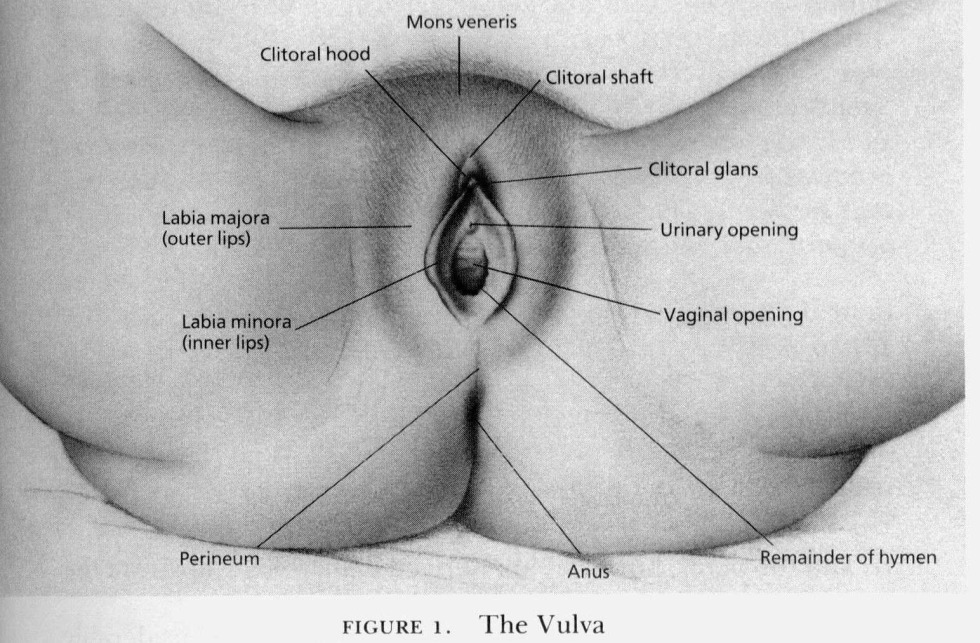 The structure of the vagina scheme