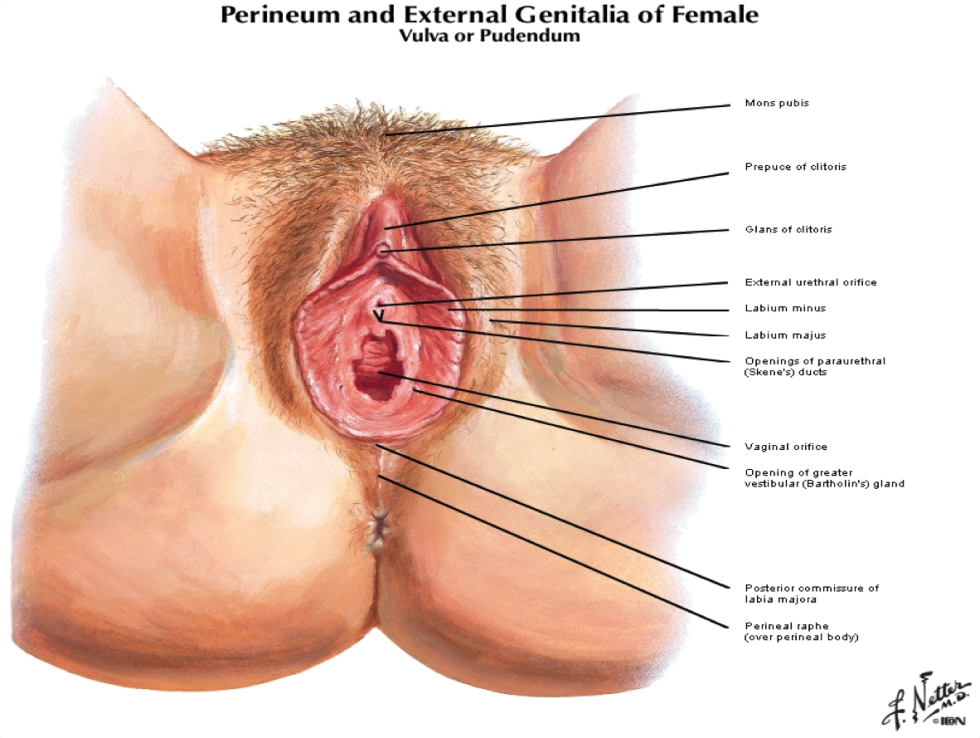 Anatomy of the female genital organs crotch