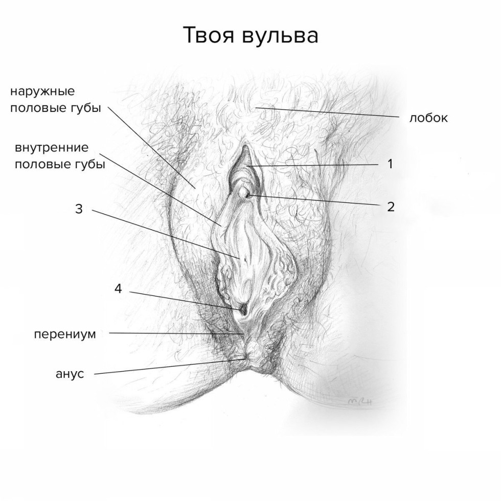 Anatomy of female external genitals