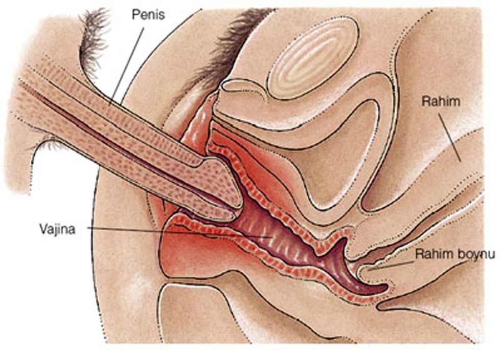 Uterus and vagina in the section