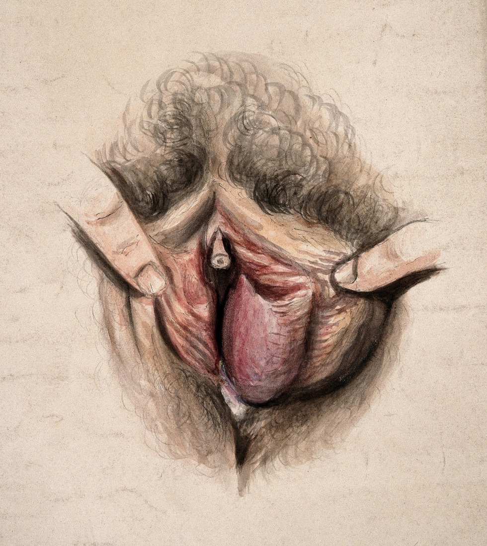 Drawing female genital