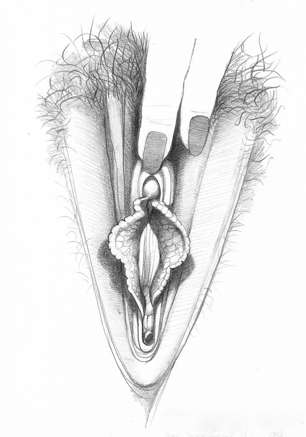 Vulva artistic image