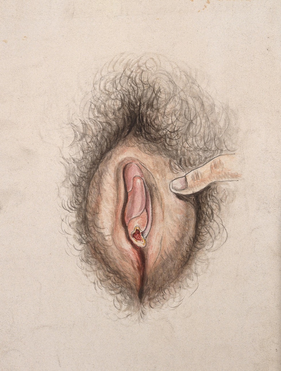 Drawing the genitals