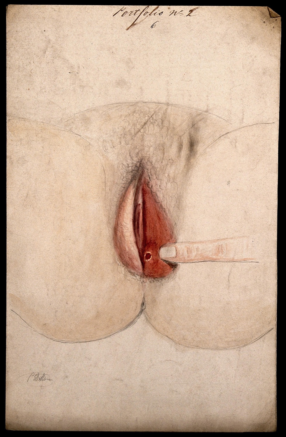 Image of the genital organs in painting