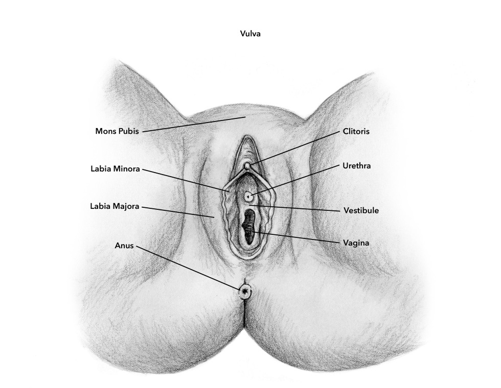 The structure of the female perineum