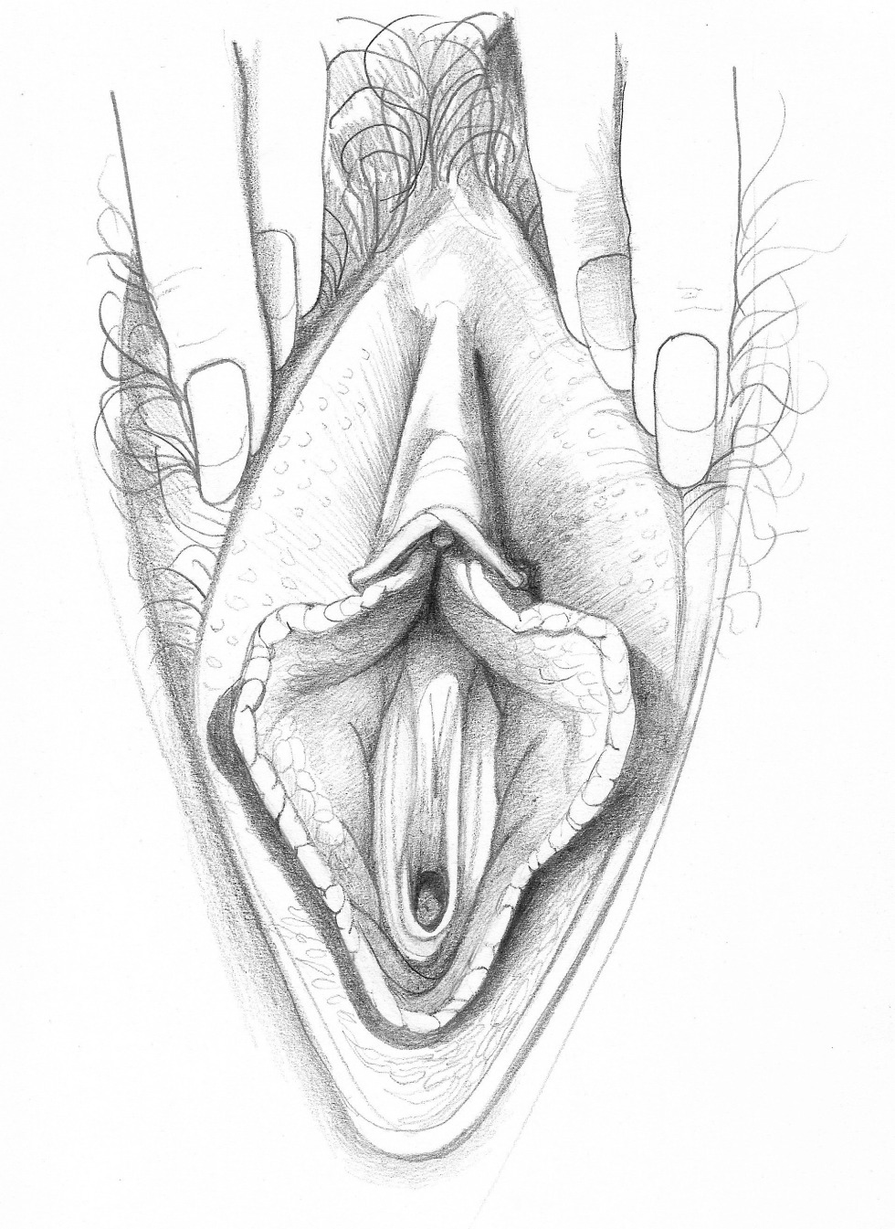 Drawings of female genitals
