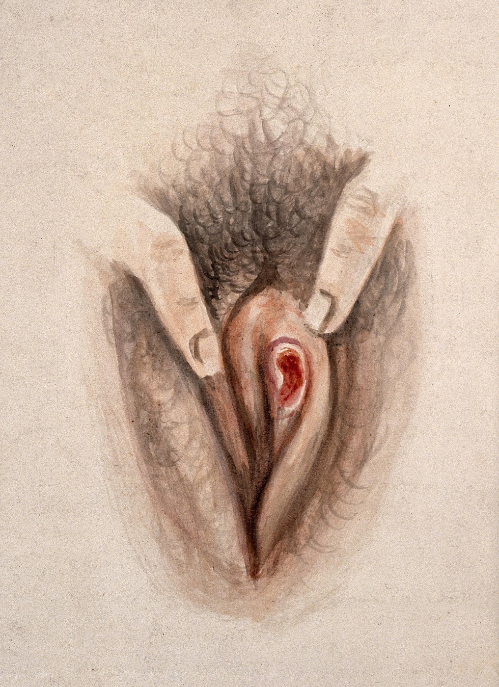 Drawing the genitals