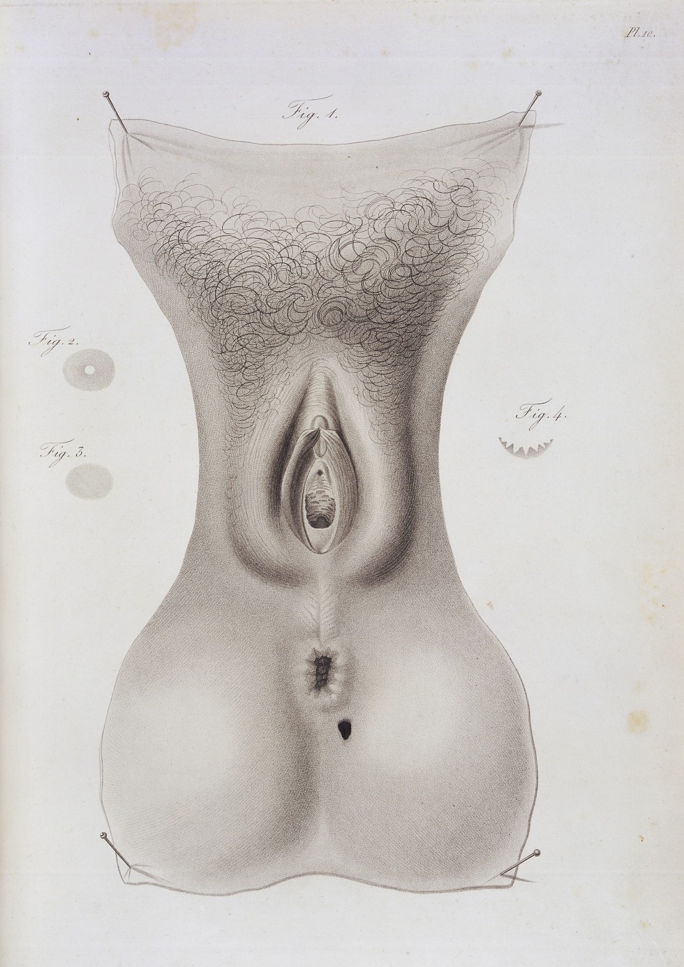 Women's vagina anatomy