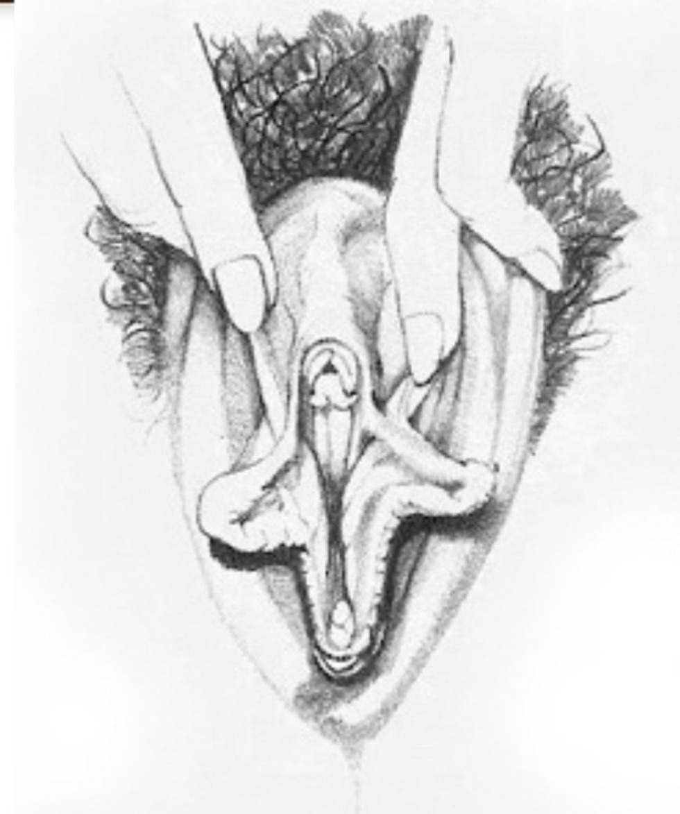 Drawings of female genitals