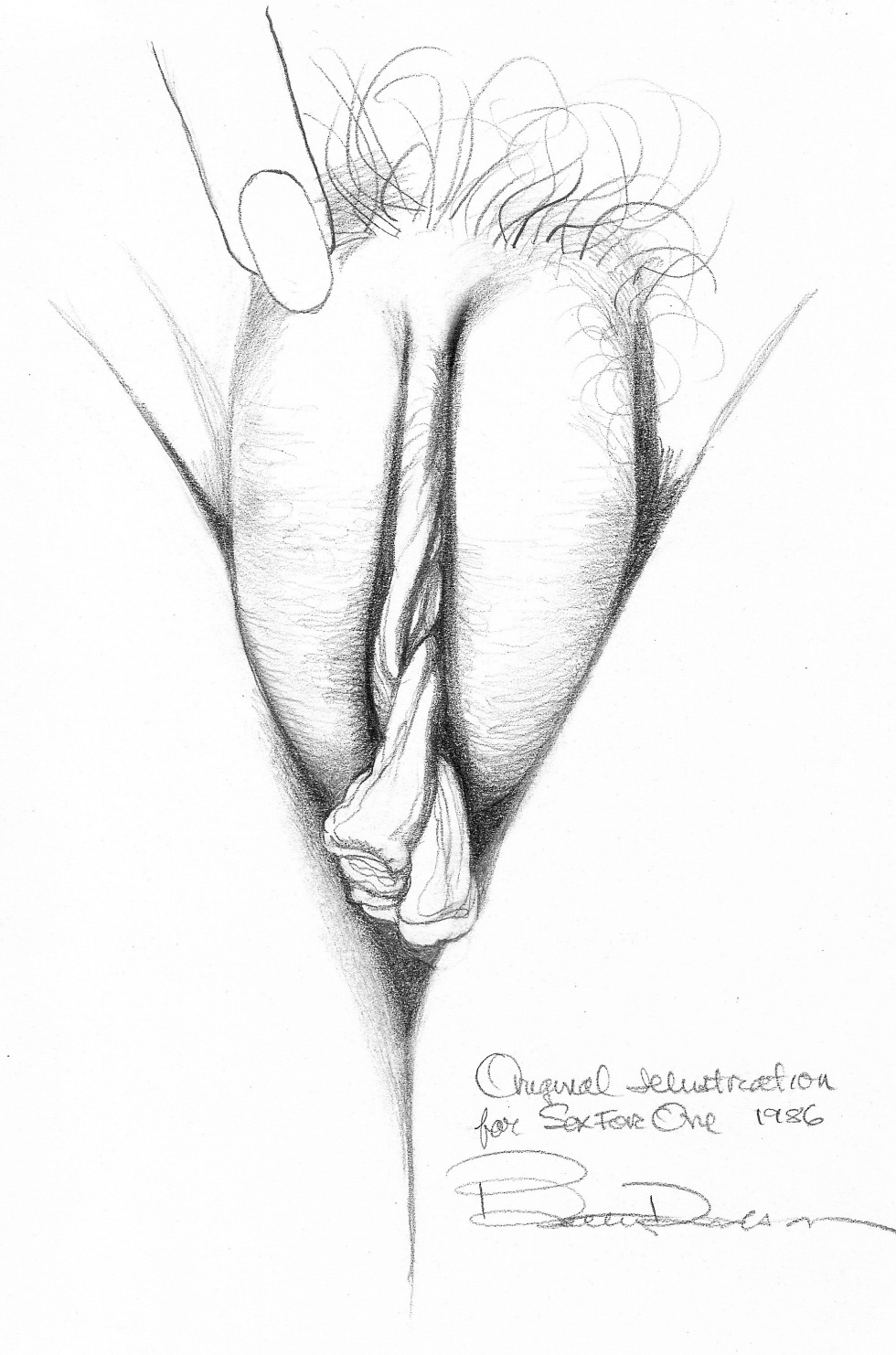 Drawing of a female vagina