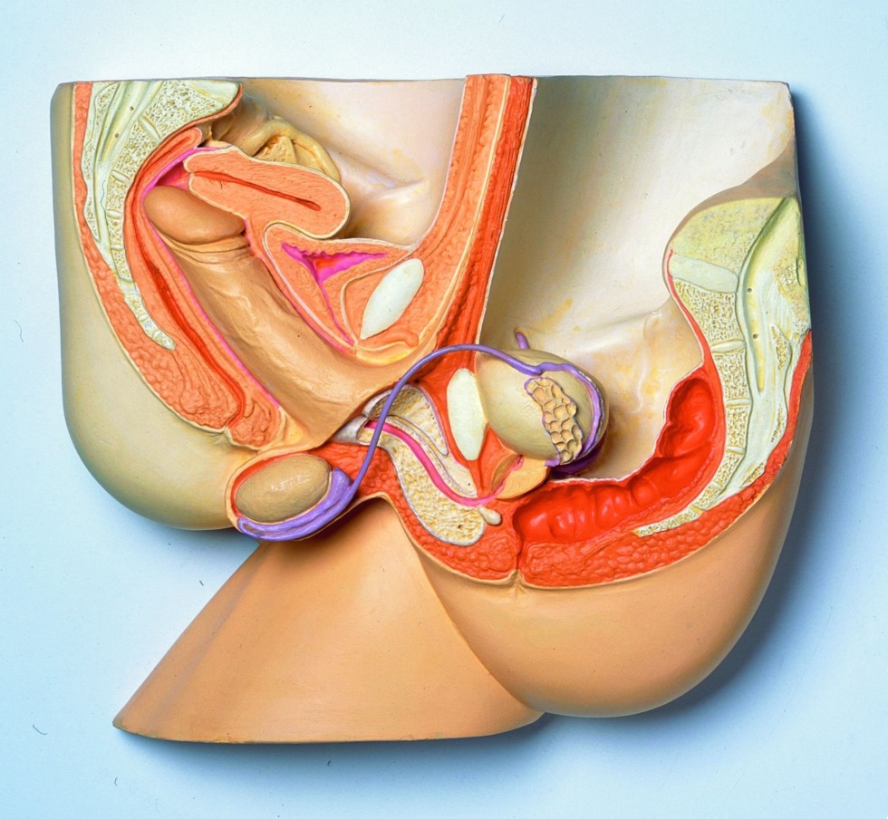 Anatomy vagina inside