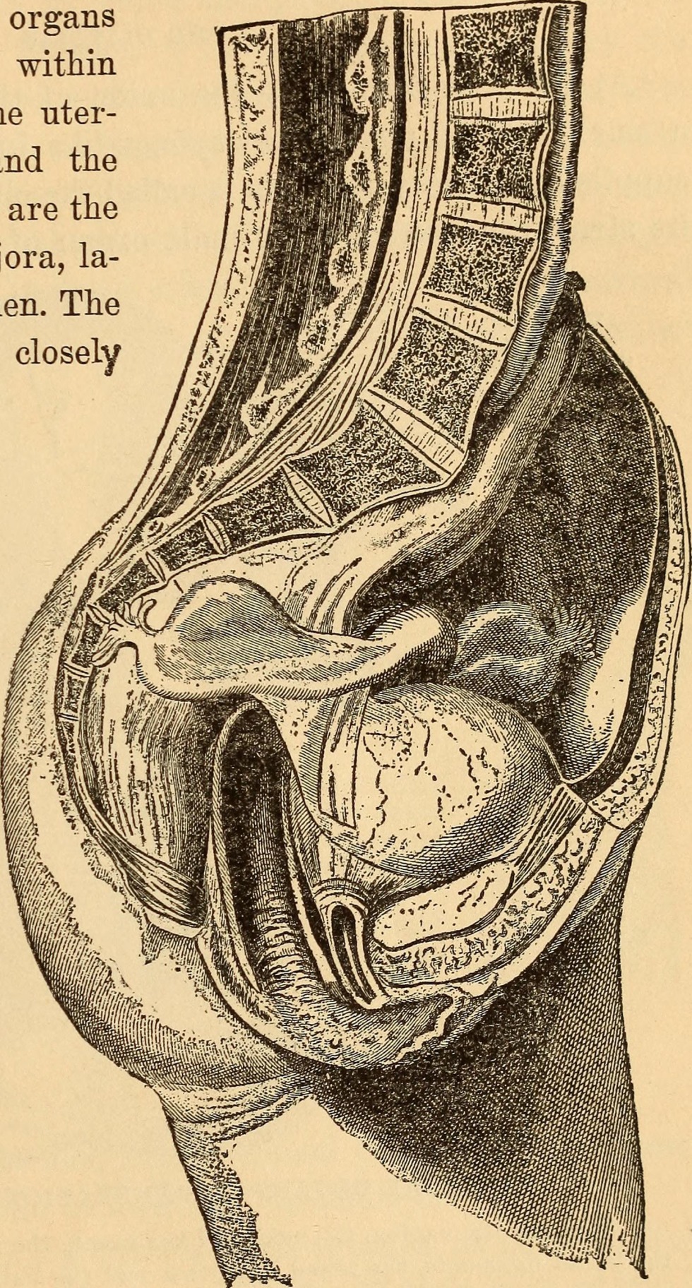 Vaginal anatomy in the context