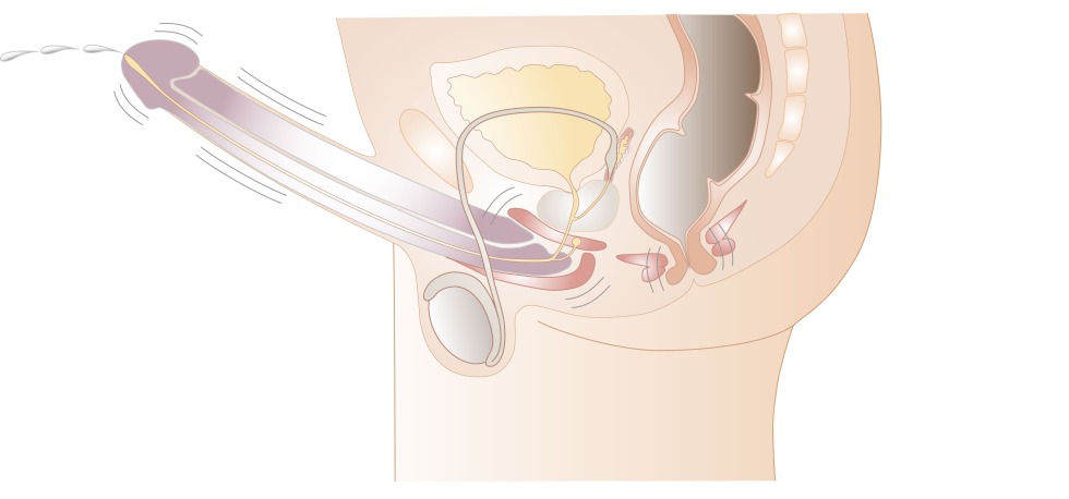 Anatomy of the prostate orgasm