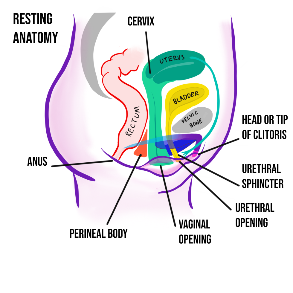 Vagina anatomy in English