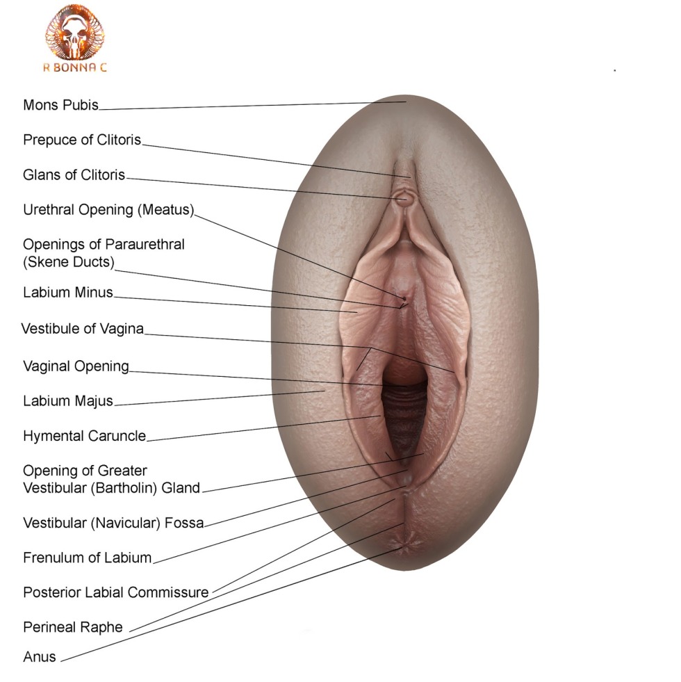 The structure of the female perineum