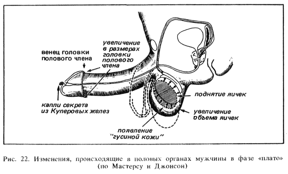 Scheme of the process of sexual intercourse