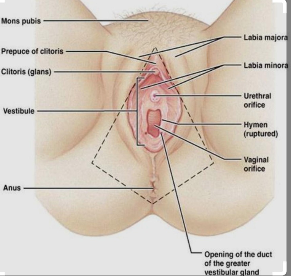Scheme of the process of sexual intercourse