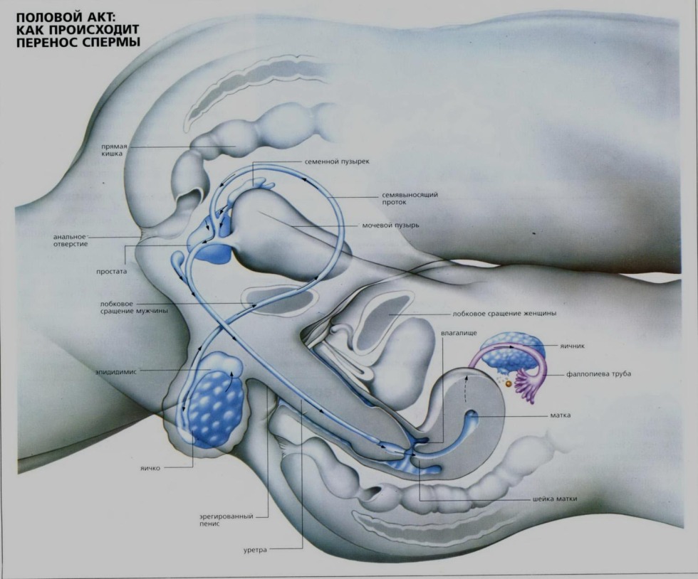 Sexual intercourse is schematic