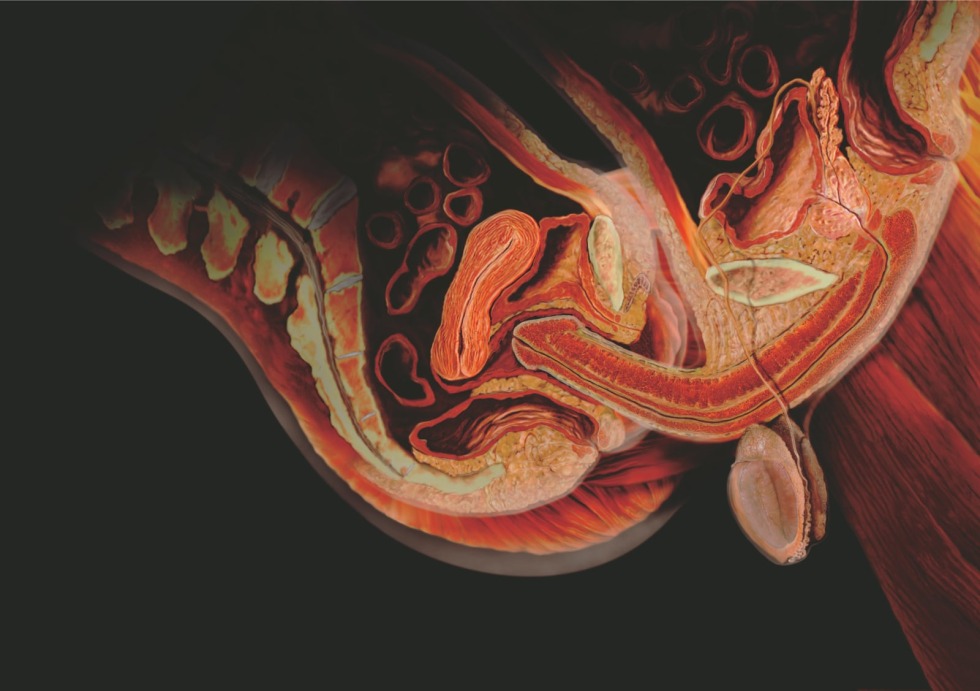 Anatomy of sexual intercourse